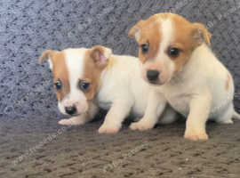 Jack russell mix hot sale puppies near me