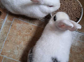 Female Rabbits 6/7 months old