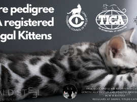 Show Quality TICA Registered Silver Bengal Kittens