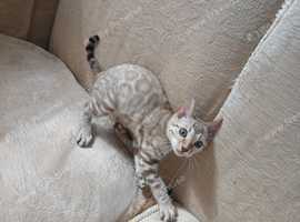 TICA Family Bengal Kitten