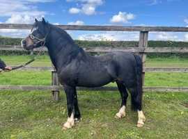 Welsh b stallion