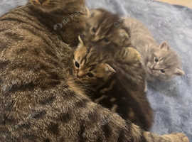 3 male kittens for sale (Scottish fold crossed with rag doll/British shorthair