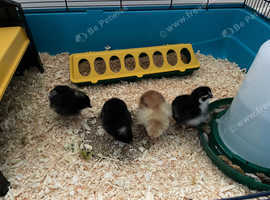 Chicks for sale 3 weeks ready now