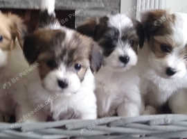 Bichon x hot sale papillon