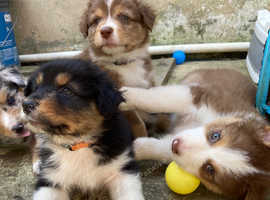 Australian shepherd puppy culture puppies