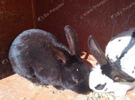 Black rabbits 1male 1 female black
