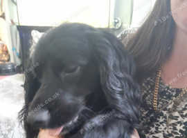 Puppies for sale