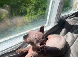 Sphynx Elf Boy
