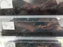 Isopods