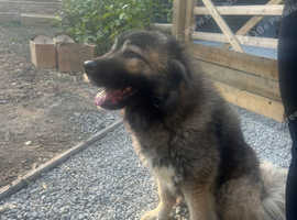 2 x Caucasian shepherds for sale