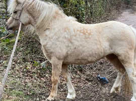 Registered sec A palomino lead rain mare