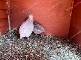 Coturnix quail pair