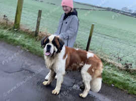 5 year old st bernard male