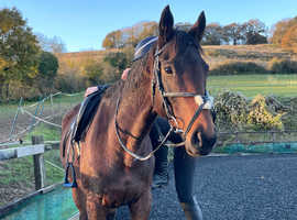 Beautiful 16.1 bay mare