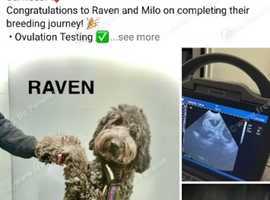 Labradoodle puppies due end of may 2025