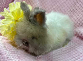 Beautiful Angora girl available