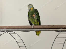 Amazon parrot