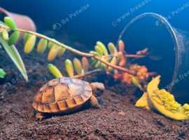 Tortoise for sale