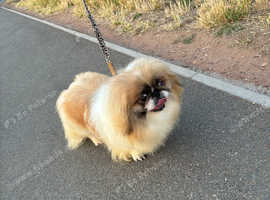 Parti colour Pekingese girl