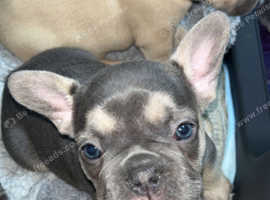 Unregistered french bulldog puppies for sale sale