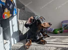 Bluey The Dachshund