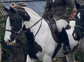 14.3 Cob Piebald Gelding, 14 years old