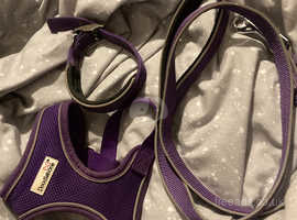 Purple collar harness and lead set