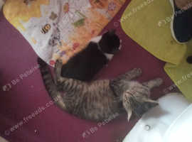 Kittens for sale