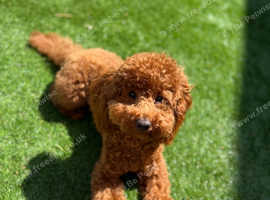 Teddy the cockapoo
