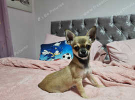 Boy chihuahua