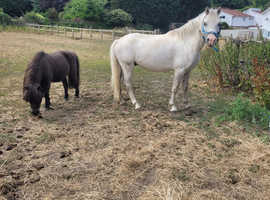 12.1 gelding
