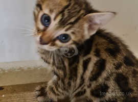 STUNNING Bengal kittens  ready for a loving home