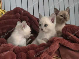 2 left EU bloodlines with International Ch. in pedigrees,Outstanding quality pedigree Burmese kittens