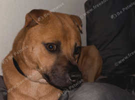 For sale Akita x shar pei