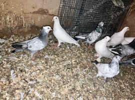 I have mixed colour and mixed birds for sale