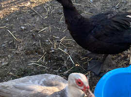 Muscovy hatching eggs 10