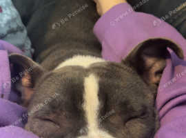 Adult female staffie