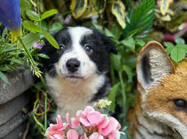 Border collie puppies