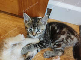 Baby kittens