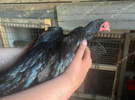 Aseel chickens