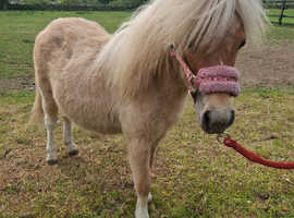 Un reg american miniature mare