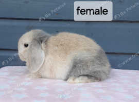 Gorgeous mini lop rabbits ready now