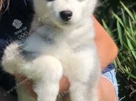 Alaskan Malamute puppies