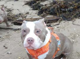 Pocket bully