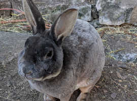 Blue Otter Mini Rex Male