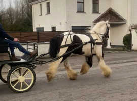 15.1h Irish cob mare