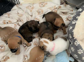 Baby chihuahuas
