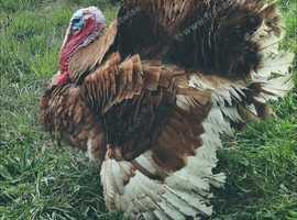 Male Turkey for Rehome