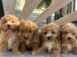 ADORABLE CAVAPOO  PUPPYS READY NOW ONLY 3 BOYS AVAILABLE
