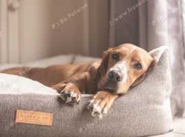 Luxury Dog Beds